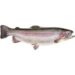 Форель Радужная замороженная ЛЕНТА FRESH неразделанная 800г+, весовая Форель Радужная замороженная ЛЕНТА FRESH неразделанная 800г+, весовая