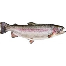 Форель Радужная замороженная ЛЕНТА FRESH неразделанная 800г+, весовая в магазинах Лента