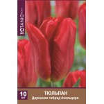 Луковицы Тюльпан Дарвинов гибрид Апельдорн, 10шт