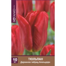 Луковицы Тюльпан Дарвинов гибрид Апельдорн, 10шт в магазинах Лента