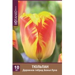 Луковицы Тюльпан Дарвинов гибрид Банья Лука, 10шт
