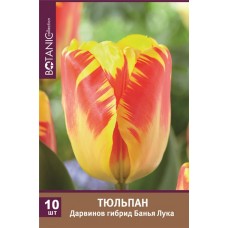 Луковицы Тюльпан Дарвинов гибрид Банья Лука, 10шт в магазинах Лента