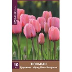 Луковицы Тюльпан Дарвинов гибрид Пинк Импрешн, 10шт