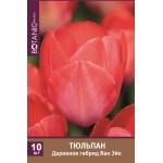 Луковицы Тюльпан Дарвинов гибрид Ван Эйк, 10шт