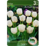 Луковицы Тюльпан Антарктида 10/11, Арт. T001STD, 3шт