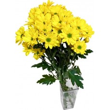 Монобукет Хризантема, 3шт в магазинах Лента
