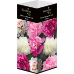Саженец BLOOMING LIFE Пион травянистый, микс Саженец BLOOMING LIFE Пион травянистый, микс