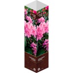 Саженец МОЙ САД Рододендрон, розовый Саженец МОЙ САД Рододендрон, розовый