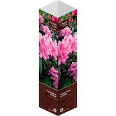 Саженец МОЙ САД Рододендрон, розовый в магазинах Лента