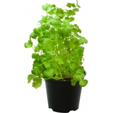 Кинза/кориандр, в горшочке в магазинах Лента