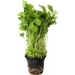 Петрушка, в горшочке