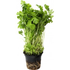 Петрушка, в горшочке в магазинах Лента