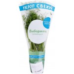 Укроп, в горшочке