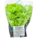 Салат IFARM Фриссе, в горшочке