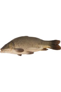 Живая рыба и морепродукты в Ленте