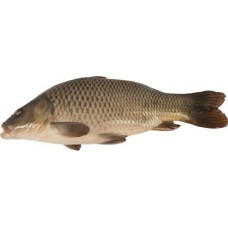Карп живой, весовой в магазинах Лента