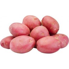 Картофель красный в магазинах Магнит