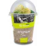 Огурцы Квирк 250г