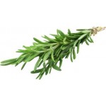 Розмарин Розмарин