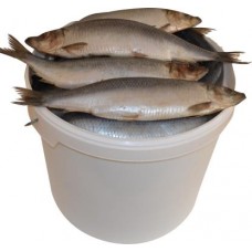 Сельдь Атлантическая неразделанная соленая в магазинах Магнит