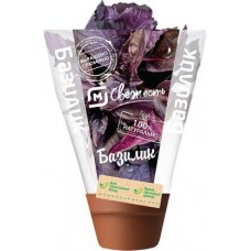 Базилик красный в горшочке в магазинах Магнит