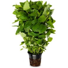 Мелисса в горшочке 30г в магазинах Магнит