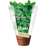 Мята в горшочке 30г