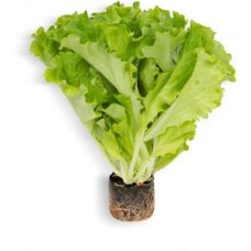 Салат Листовой в горшочке 80г в магазинах Магнит