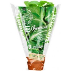 Шпинат в горшочке 100г в магазинах Магнит