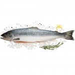 Лосось Атлантический потрошеный с головой охлажденный