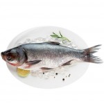 Толстолобик непотрошеный