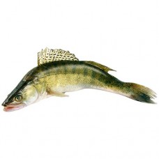 Судак непотрошеный в магазинах Перекресток