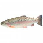 Форель живая