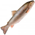 Голец непотрошеный охлаждённый