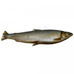 Омуль холодного копчения потрошёный с головой