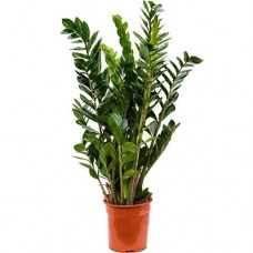 Замиокулькас, 1шт в магазинах Перекресток