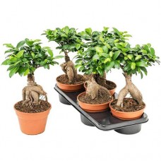 Фикус, 1шт в магазинах Перекресток