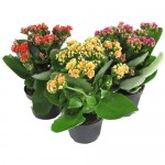 Каланхоэ Royal Green микс
