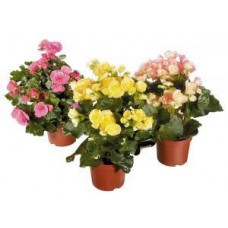 Бегония микс, 1шт в магазинах Перекресток