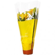 Лилия Русбукет в горшке в магазинах Перекресток