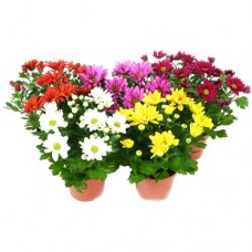 Хризантема микс в горшке, 1шт в магазинах Перекресток