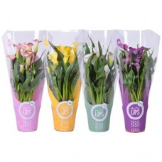 Зантедеския микс D13 в магазинах Перекресток