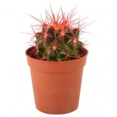 Кактус Цветной мини, 1шт в магазинах Перекресток