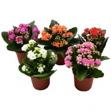 Каланхоэ мини микс D6см H10см в магазинах Перекресток