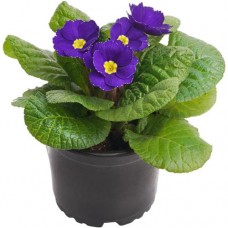 Цветок Примула в горшке в магазинах Перекресток