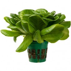 Салат Маслянистый зелёный в горшочке, 1шт в магазинах Перекресток