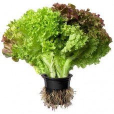 Салат Дуэт в горшочке в магазинах Перекресток