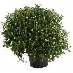 Хризантема, d 13 ми (kastd) Хризантема, d 13 ми (kastd)