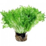 Салат Фриллис Хрустящий Салат Фриллис Хрустящий